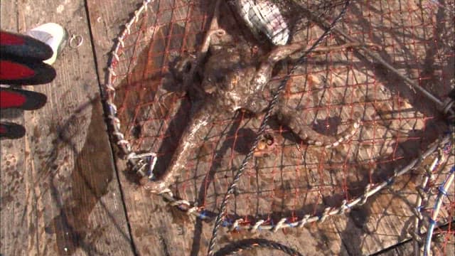 낚시 그물에 걸린 문어