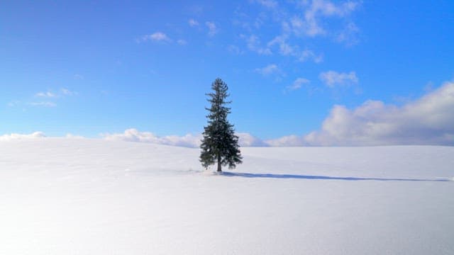 Lone Tree in a Snowy Landscape