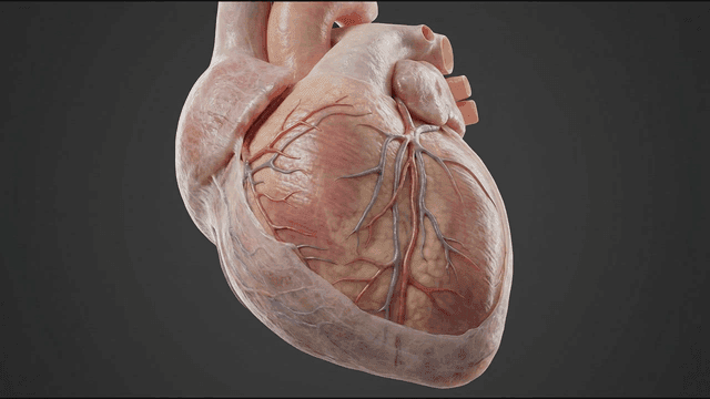 Detailed view of a human heart model