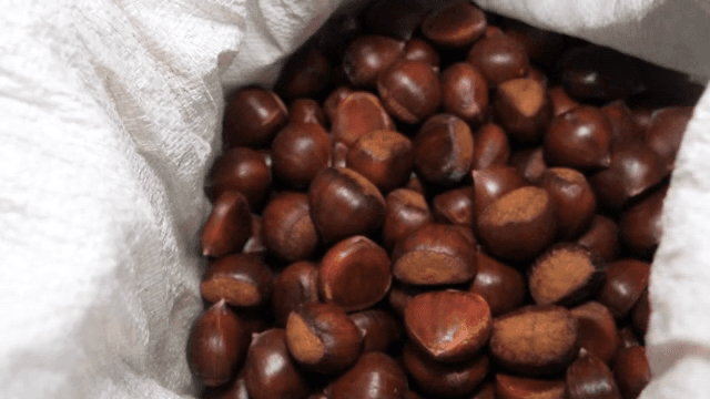 자루에 담긴 밤을 정리하는 모습