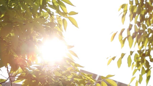 밝은 날 나무 잎을 통해 비치는 햇빛