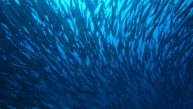 School of Fish Swimming in the Ocean