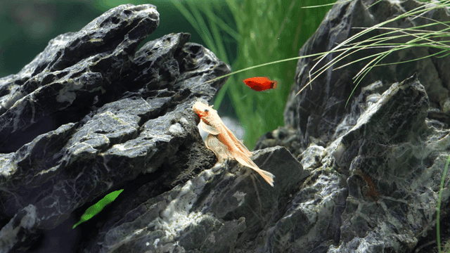 Fish resting on rocks in an aquarium