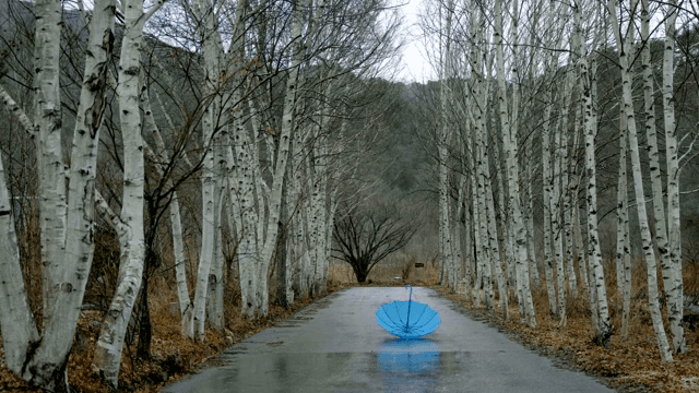 비 오는 숲길에 놓인 파란 우산