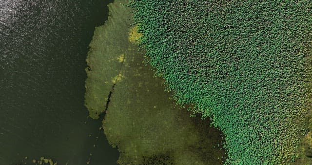 녹색 식물이 있는 호수의 전경