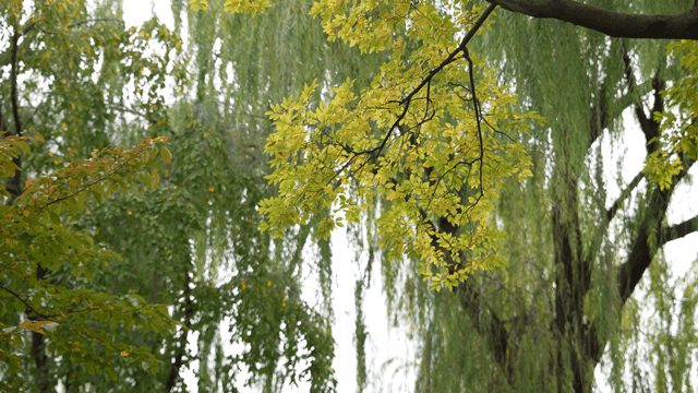 나뭇가지의 초록 잎