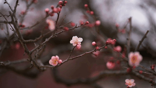 Pink blossoms on tree branches
