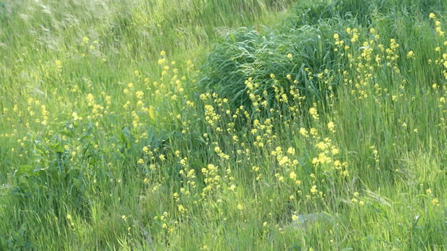 노란 야생화가 피어있는 들판