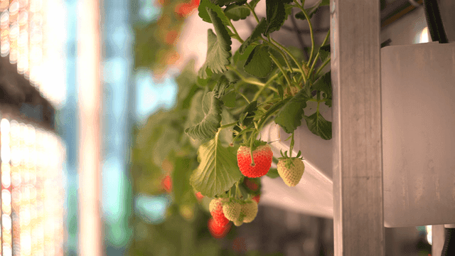 Strawberries growing in a greenhouse