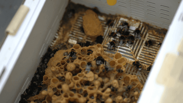 Bumblebees that built hive in beehive