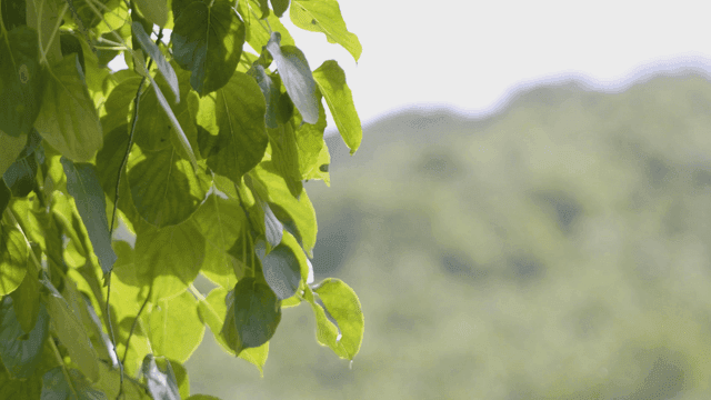 Green leaves with a blurred background