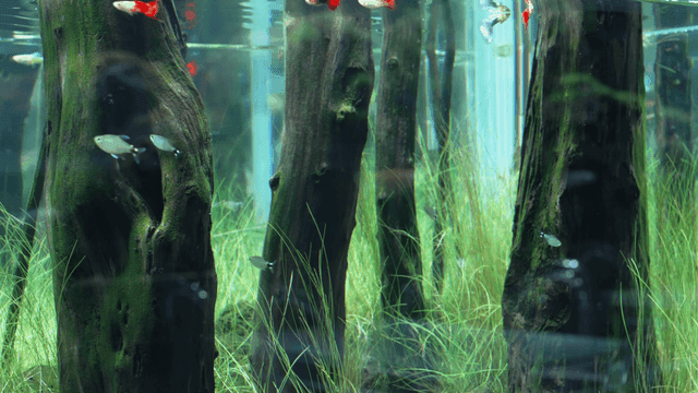 Fish swimming among submerged logs