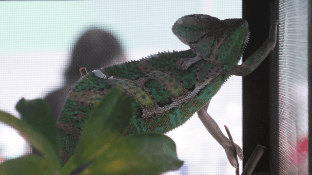 Chameleon standing still in its enclosure