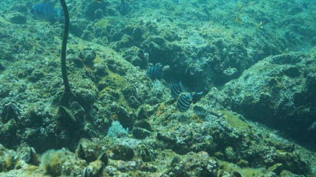 다양한 해양생물이 있는 바다