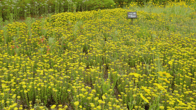 활기찬 노란 꽃밭