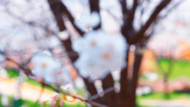 가지 위에 핀 벚꽃