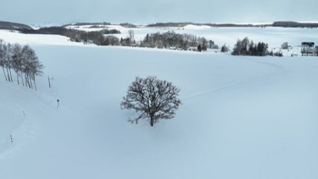 Aerial View of a Lone Tree in a Snowy Landscape