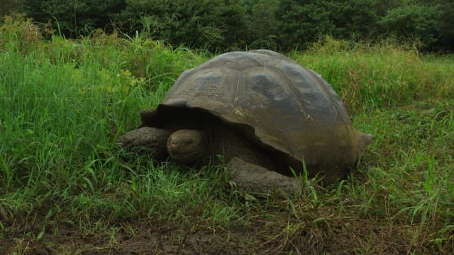 Giant Tortoise in a Lush Green Field