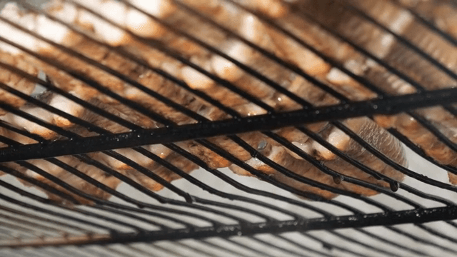 Grilled eel cooking on a barbecue grill