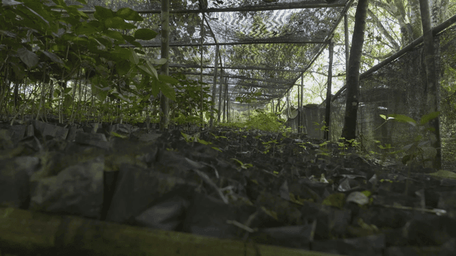 온실에서 자라는 어린 식물들