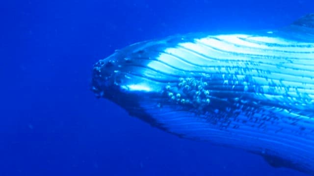 Majestic Whale Swimming Through Ocean Depths