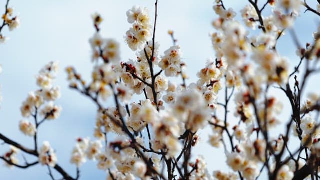 Plum blossoms blooming on tree branches in spring