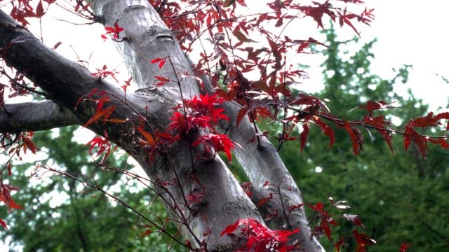 Red leaves on a tree branch after rain