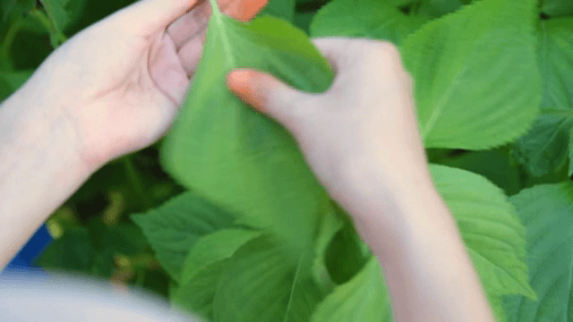깻잎을 따는 손
