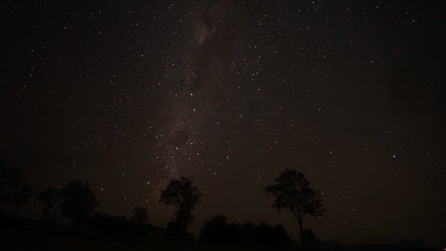 Starry Sky Timelapse over Silhouetted Trees