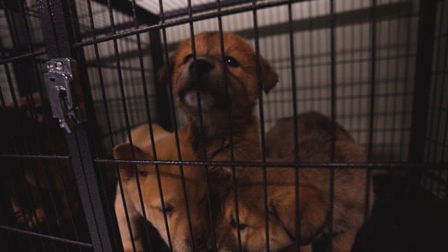 Puppies Behind Bars in a Shelter