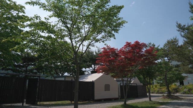 Serene Camping Site with Lush Trees