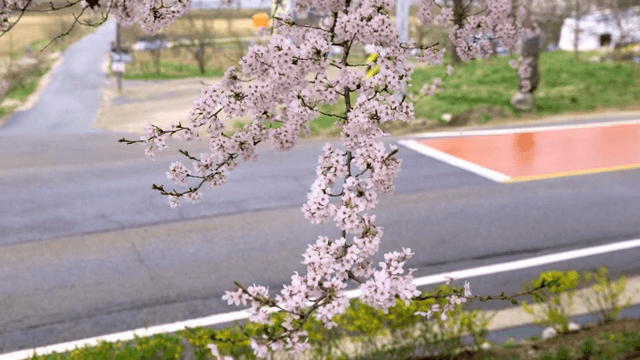 도로변에 핀 벚꽃