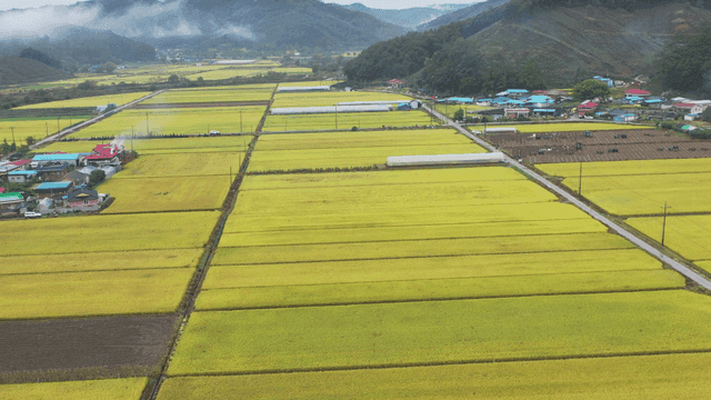 산자락 마을 아래로 펼쳐진 황금빛 농경지