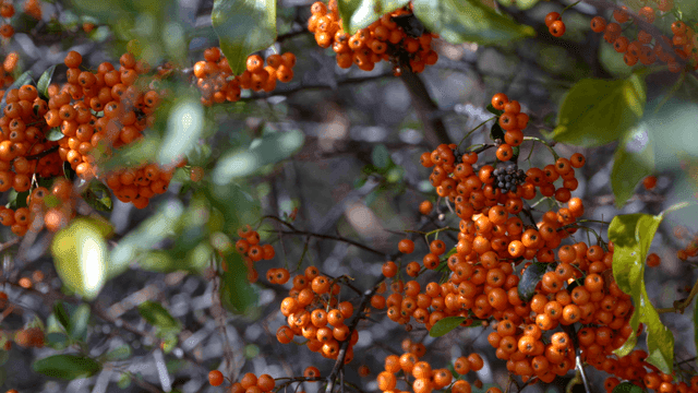 Clusters of orange berries on branches
