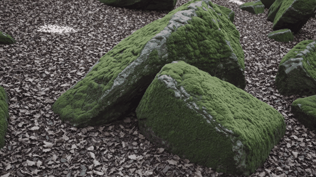 Moss-covered rocks in a forest