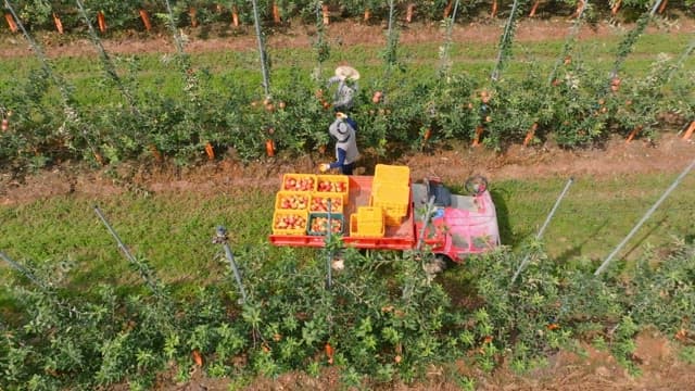 Farmers harvesting apples in an orchard