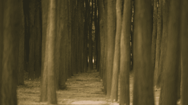 키 큰 나무 사이의 고요한 길