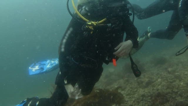 Scuba diver exploring the blue sea with an oxygen tank