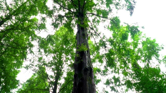 Tall trees with lush green leaves