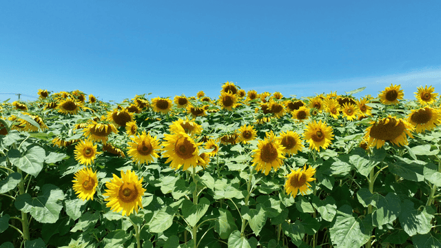 Lush sunflower field under clear sky