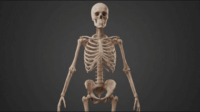 Human skeletal 3D model