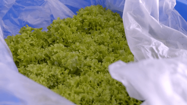 비닐봉지 속 신선한 상추