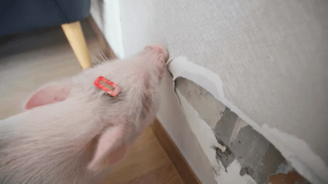 벽지를 뜯어 먹는 새끼 돼지