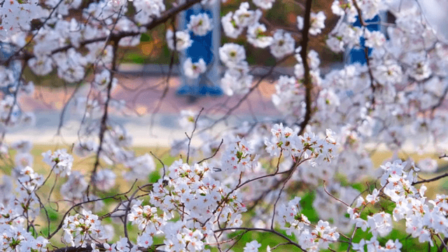 가지에 만개한 벚꽃