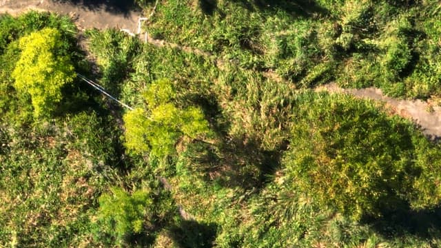 Cyclists on a road surrounded by lush greenery