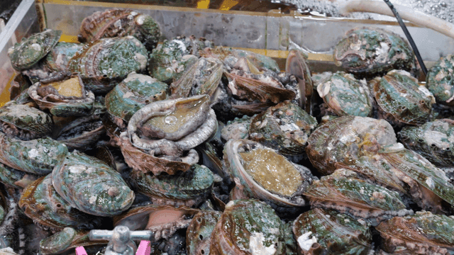 해산물 시장의 신선한 전복