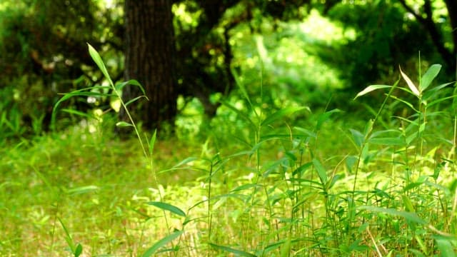 Green plants and trees in a lush forest