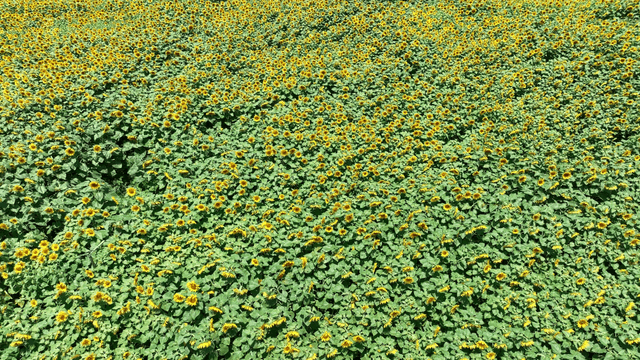 Sunflowers densely packed in field