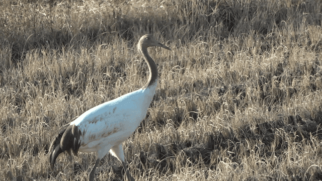 Crane walking through a dry field