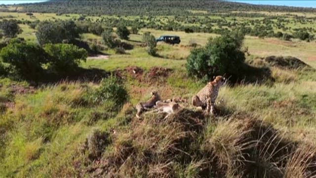 Cheetahs Resting in the Savanna